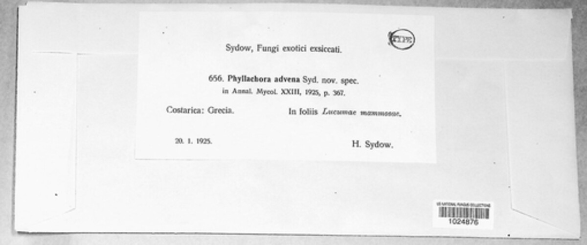 Phyllachora advena image